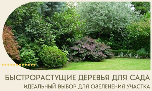 Быстрорастущие деревья для сада идеальный выбор в Каспийске